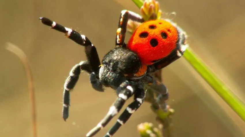 DİŞİ UĞUR BÖCEĞİ