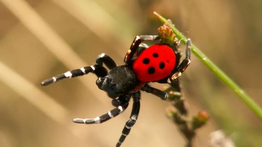 ERKEK UĞUR BÖCEĞİ