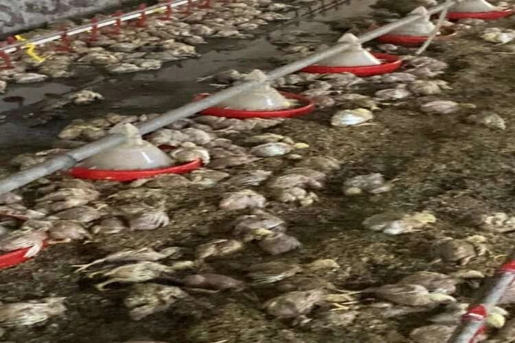Tavuk çiftliğini sel bastı: Binlerce civciv telef oldu haberinin görseli
