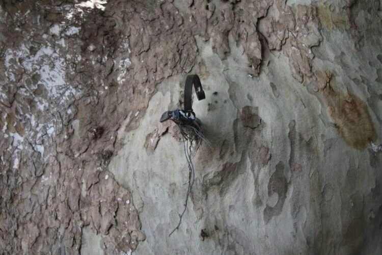 Şahit olduğu işkencelere yürek dayanmıyor haberinin görseli