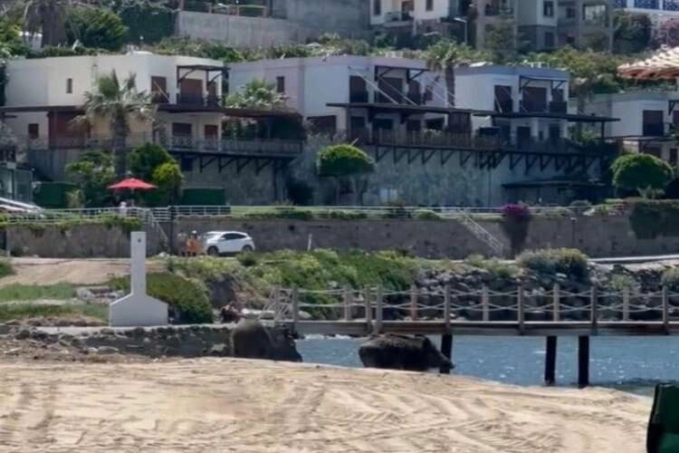 Bodrum'da sahili domuzlar bastı haberinin görseli