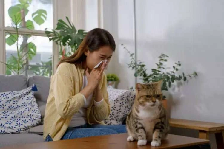Alerjisi olan kedi sahiplerini sevindirecek haber haberinin görseli