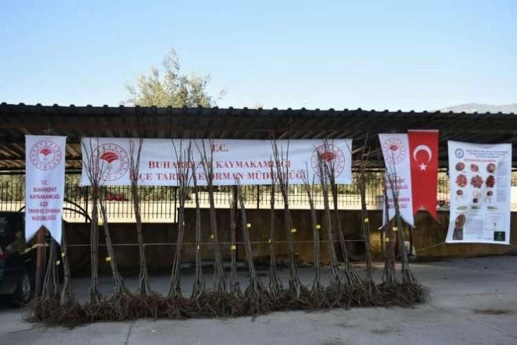 Buharkent'te yeni ürün çalışmaları sürüyor haberinin görseli