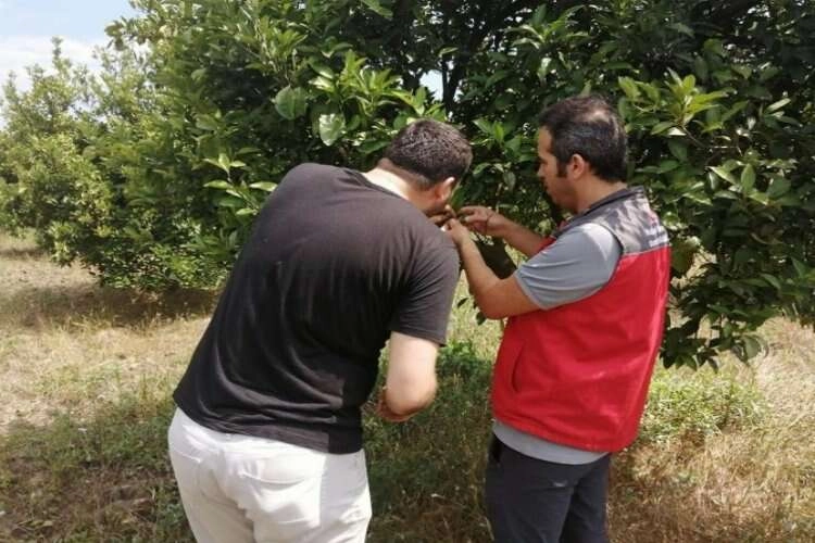 Üreticiler harnup güvesi konusunda bilgilendirildi haberinin görseli