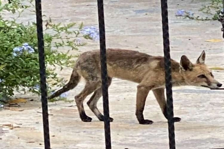 Didim'de aç kalan tilki evlere kadar indi haberinin görseli