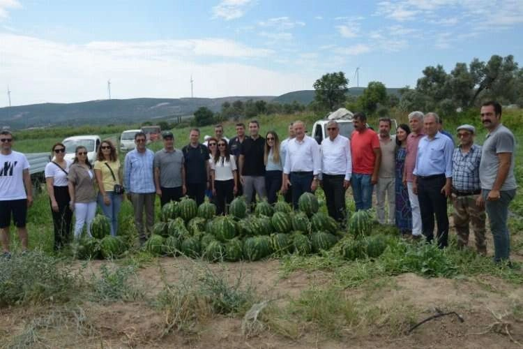 Aydın'da erkenci karpuz hasadı gerçekleşti haberinin görseli