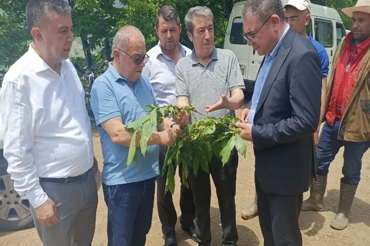 CHP’li Evrim Karakoz, kestane üreticilerine kulak verdi haberinin görseli