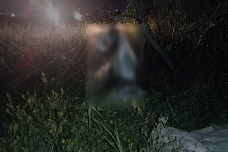 Ankara’da 17 köpek ağaca asılmış halde bulundu haberinin görseli