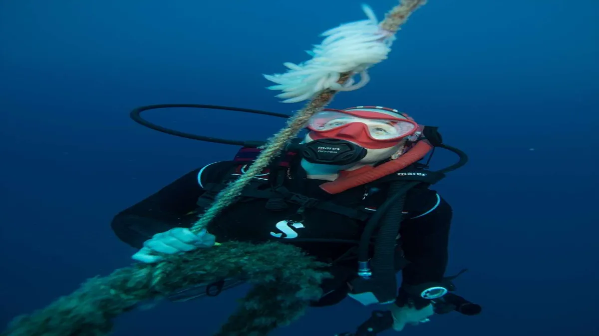 Karaburun&#039;un 30 metre derinliğindeki mavi hayat