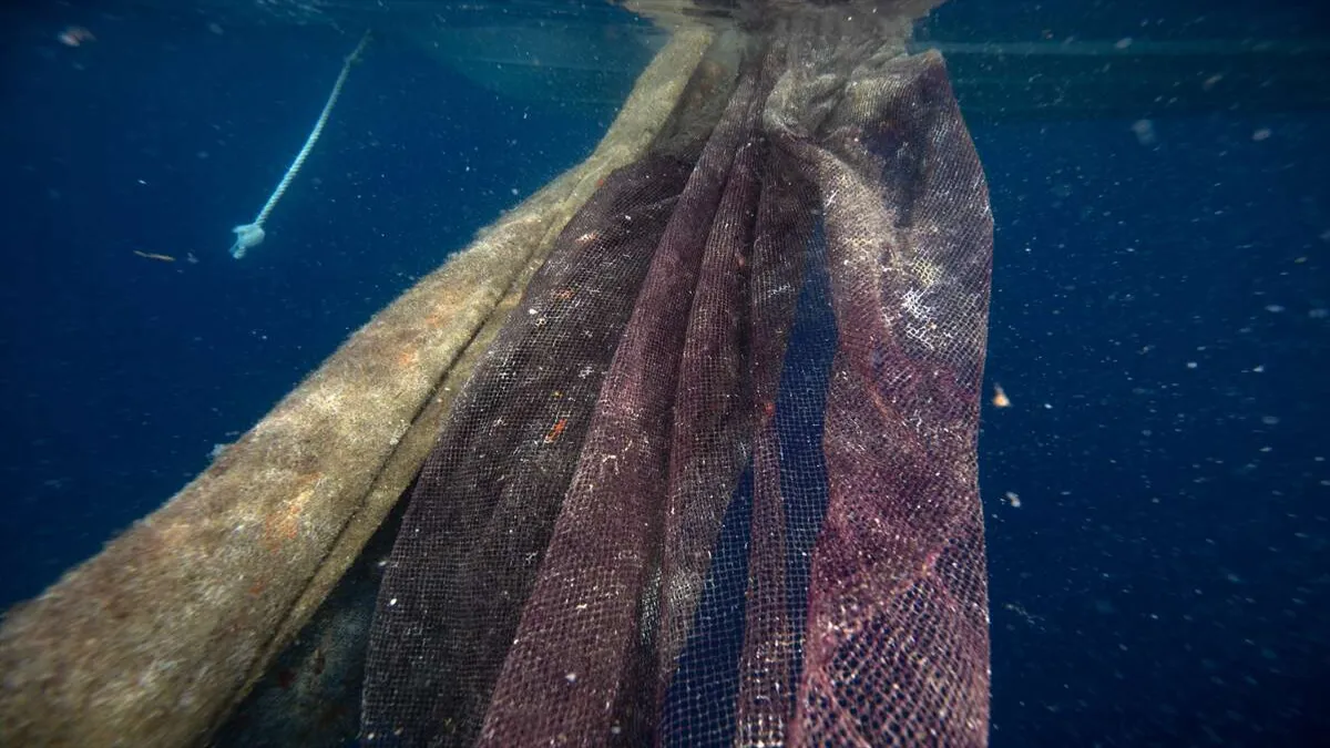 Karaburun&#039;un 30 metre derinliğindeki mavi hayat