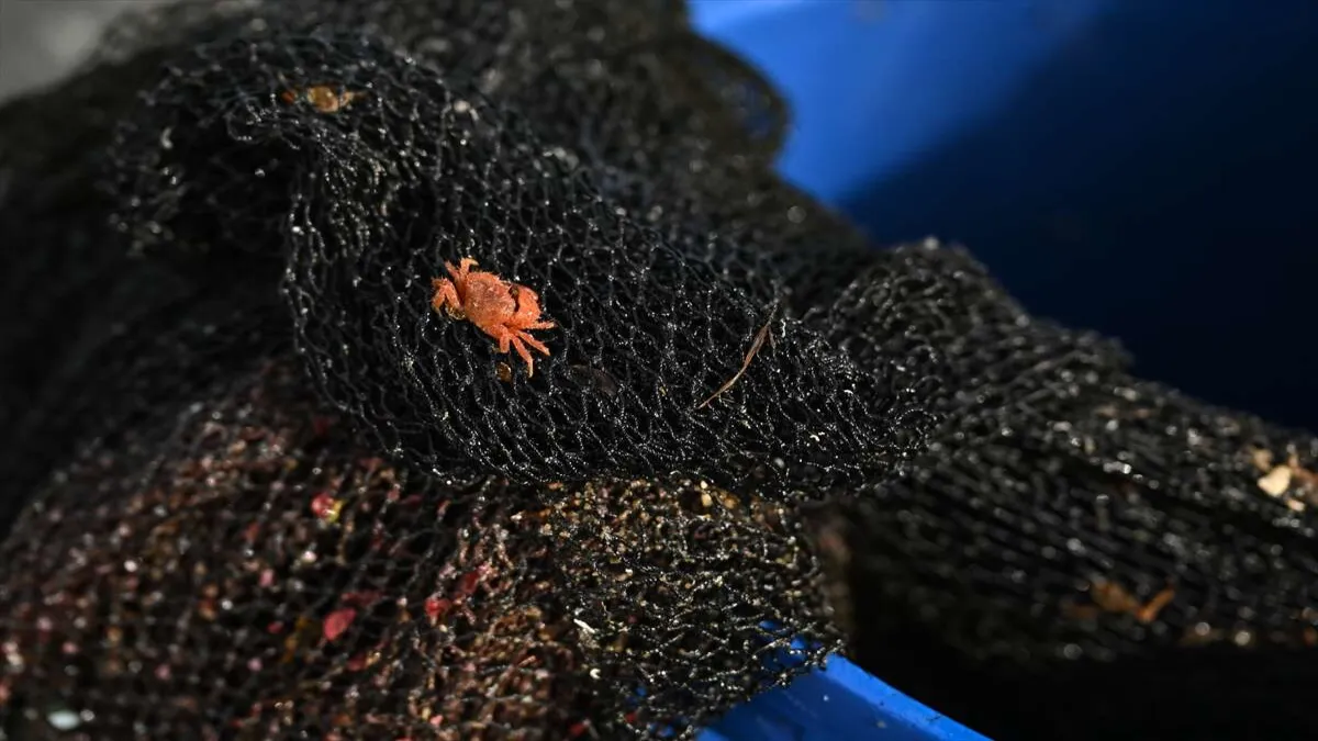 Karaburun'un 30 metre derinliğindeki mavi hayat - 754