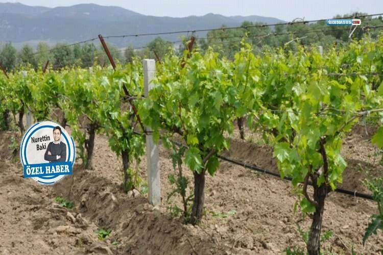 Üzümde eskiye özlem: Altın çağımıza  dönmek istiyoruz haberinin görseli