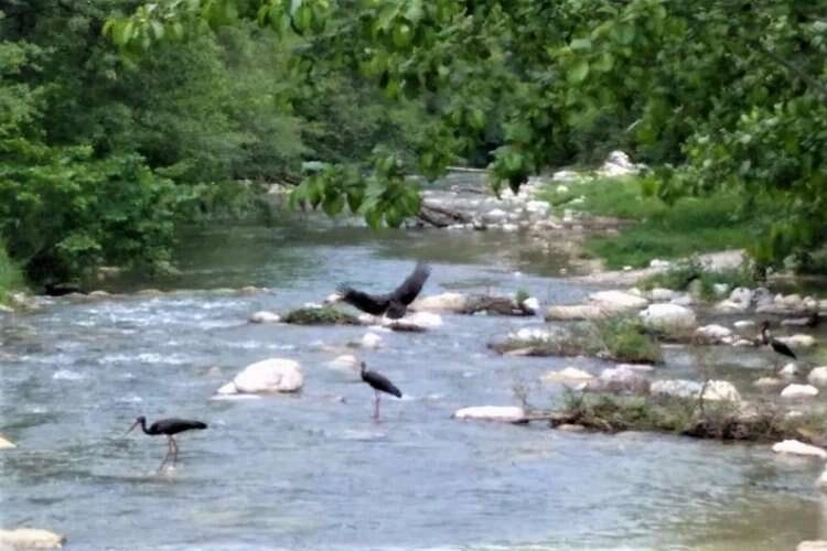 Karaleylekler Kanlıçay'a misafir oldu