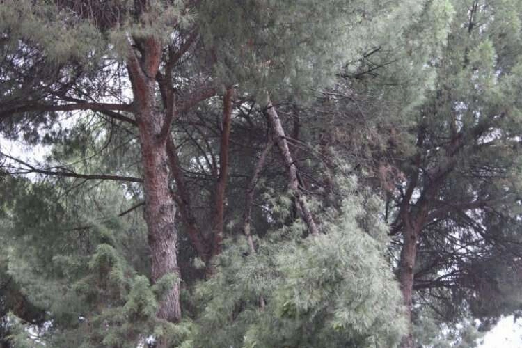 Kopan ağaç dalı ekipleri harekete geçirdi haberinin görseli