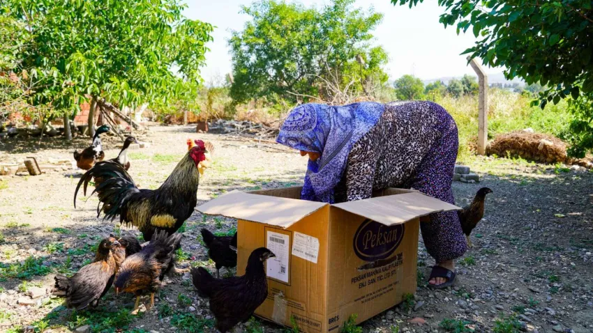 Köy Yumurtası üretim projesi5