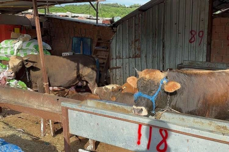 Kurban bayramı öncesi besicilerin kimyasal madde isyanı haberinin görseli