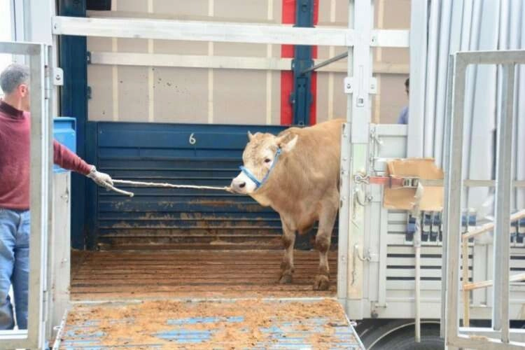 Kurban keseceklere uzmanından uyarılar haberinin görseli