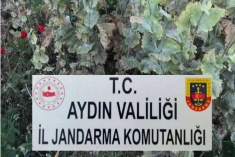 İncirliova'da yasadışı ekime jandarma baskını