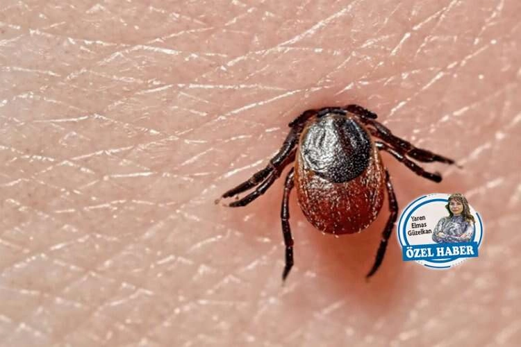 Havalar ısındı kene tehlikesi arttı haberinin görseli