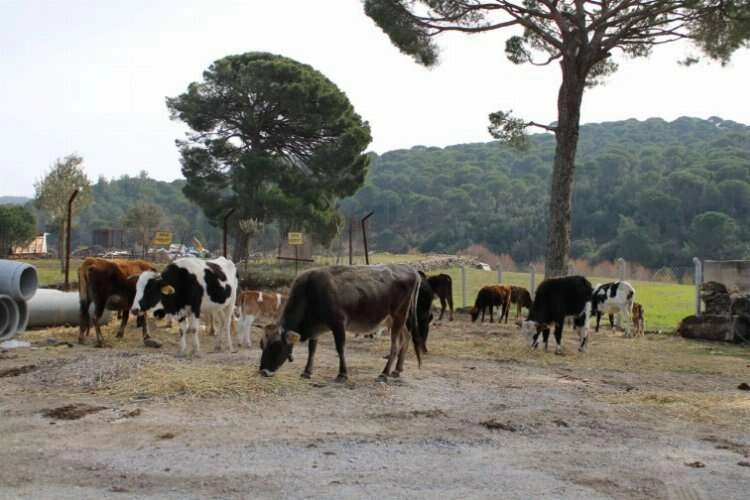 Yangınsavar inekler korumak için otluyor