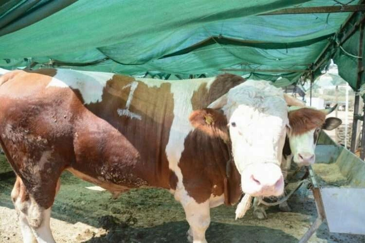 Aliağa’da kurban kesim fiyatları açıklandı haberinin görseli
