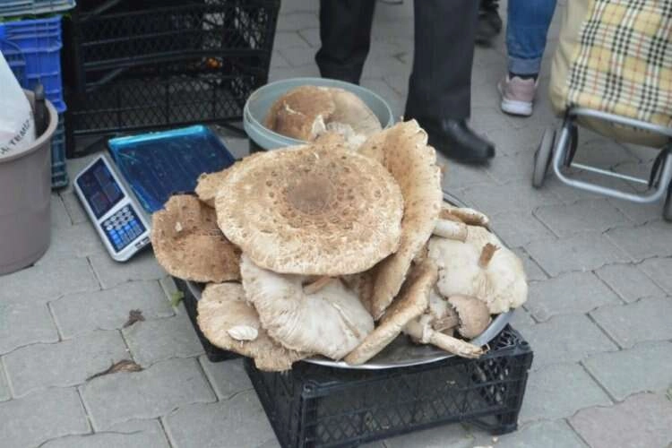 Kütahya’da yağışları sonrası mantar bereketi haberinin görseli