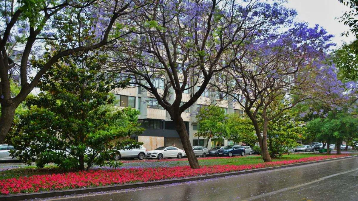 İzmir&#039;de rengarenk bahar... Sokaklar çiçek açtı