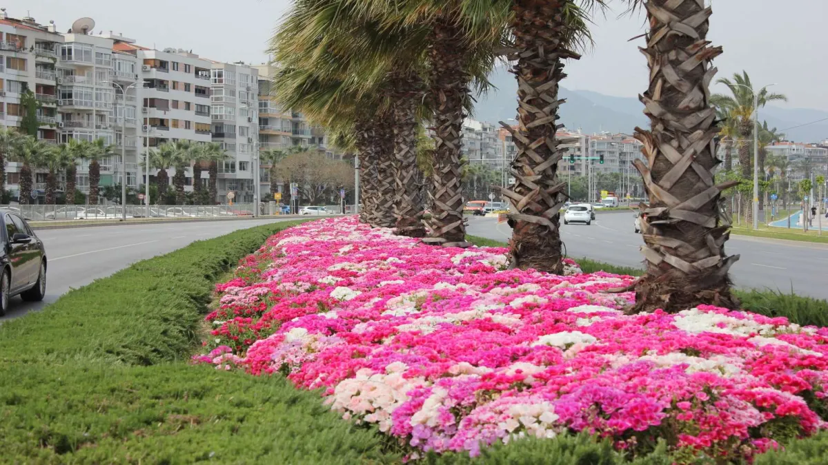 İzmir&#039;de rengarenk bahar... Sokaklar çiçek açtı