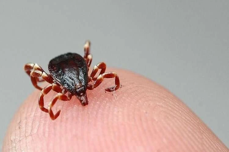 Manisa’da görülen KKKA vakası ölümle bitti haberinin görseli