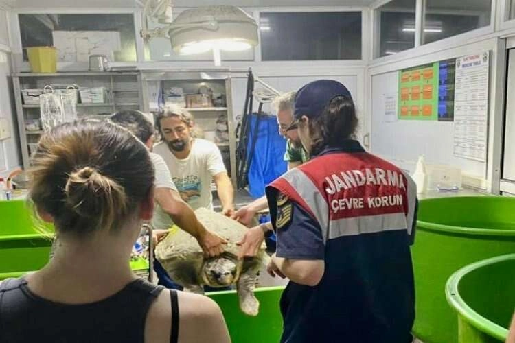 Milas'ta yaralı Caretta’nın yardımına jandarma koştu