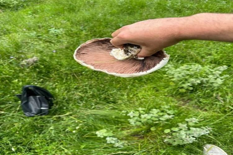 Dev mantarların görüntüsü görenleri şaşırttı haberinin görseli