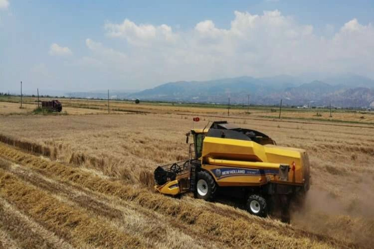 Aydın'da buğday üreticileri hasat için zamanla yarışıyor haberinin görseli