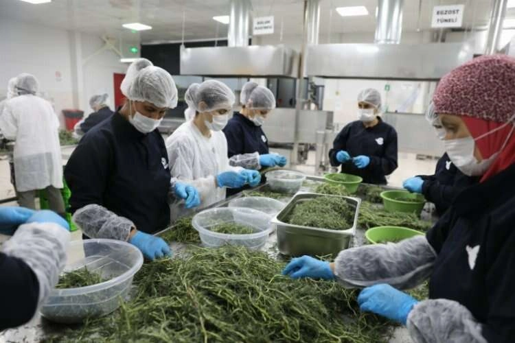 Tarımsal Ürün Fabrikası Türkiye'ye örnek oluyor haberinin görseli
