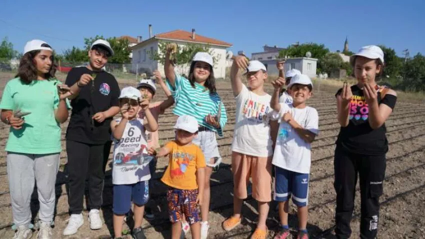 Seferihisar ekinezya 1 (Özel)