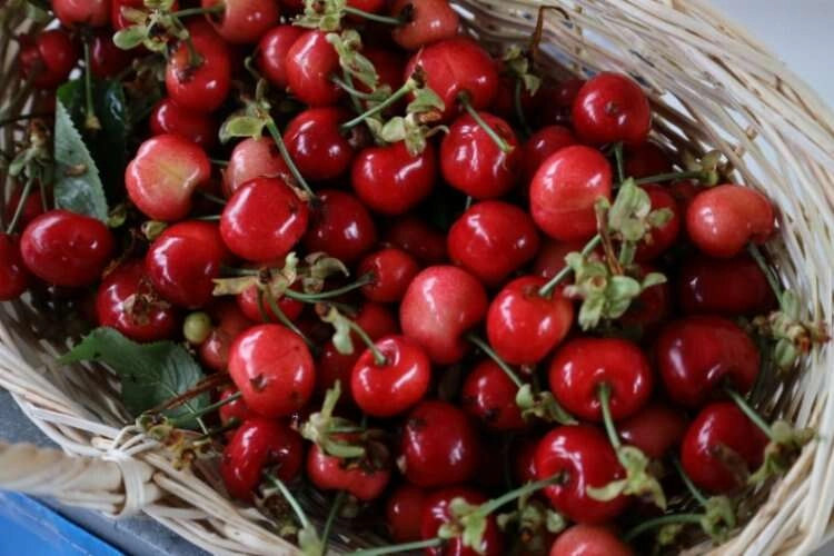 Muğla, Kiraz Festivali için gün sayıyor haberinin görseli