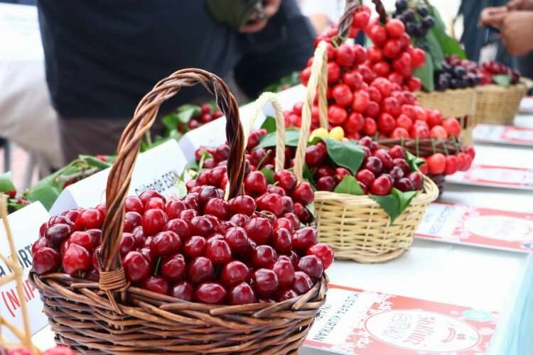 Bayındır'da Kiraz Festivali yapılacak haberinin görseli
