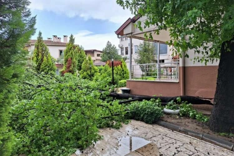 Muğla'da rüzgar, ağaçları devirdi haberinin görseli