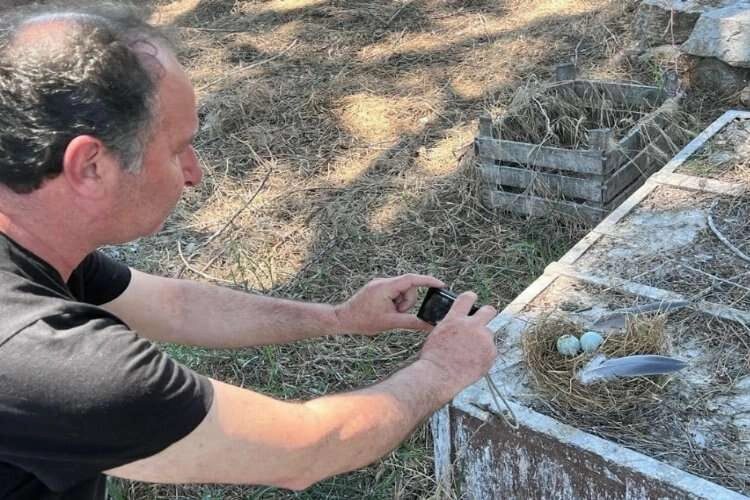 Ender rastlanan gri balıkçılların yuvaları korunuyor haberinin görseli
