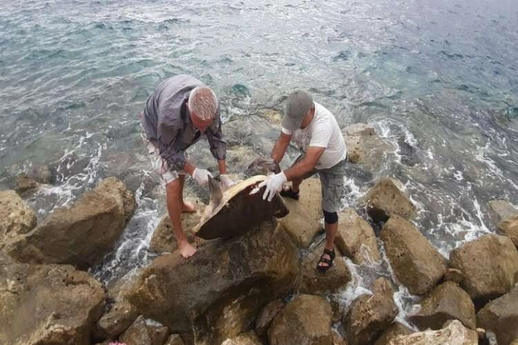 Kuşadası’nda caretta caretta kıyıya vurdu