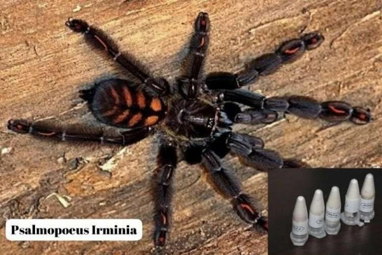 Muğla'da yavru tarantula siparişi adliyede son buldu haberinin görseli
