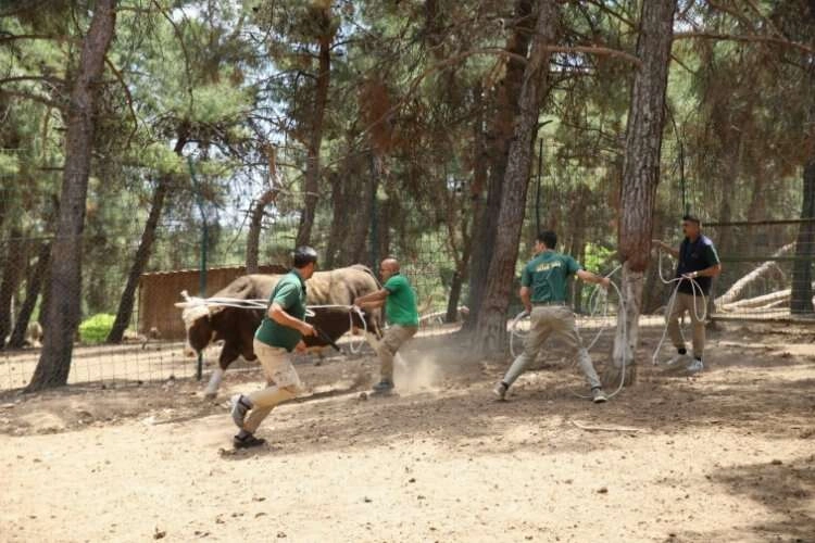 Kurban yakalama timi bayram mesaisine hazır haberinin görseli