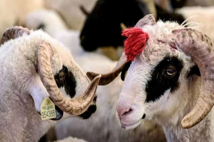 Kurbanlık seçerken nelere dikkat edilir? haberinin görseli