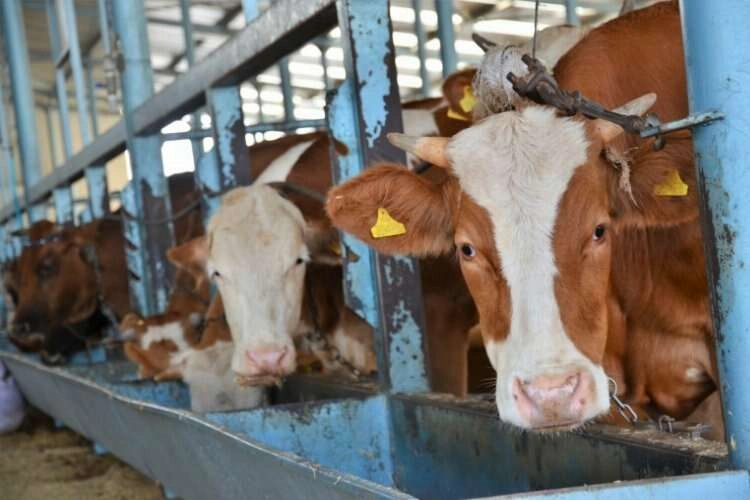 Tarım Cebimde uygulaması kurbanlık hayvanlar için devrede haberinin görseli