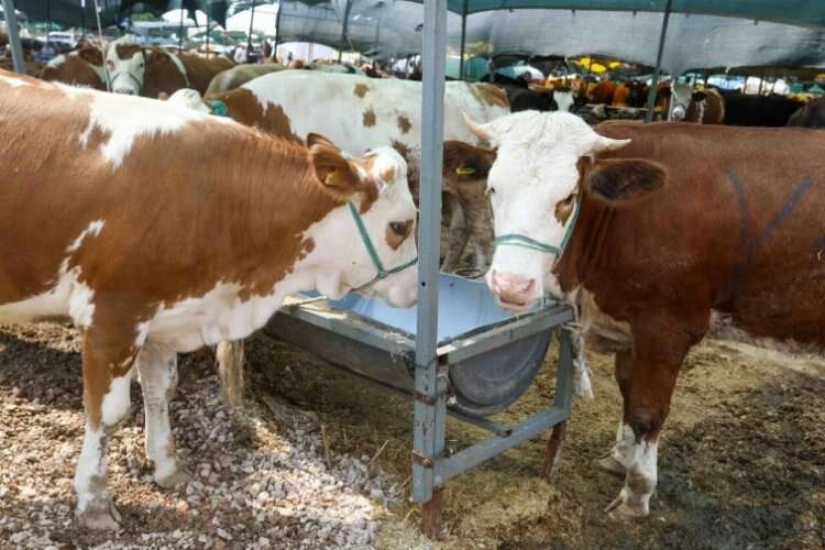 Buca Belediyesi, kurban pazarlarını denetledi haberinin görseli