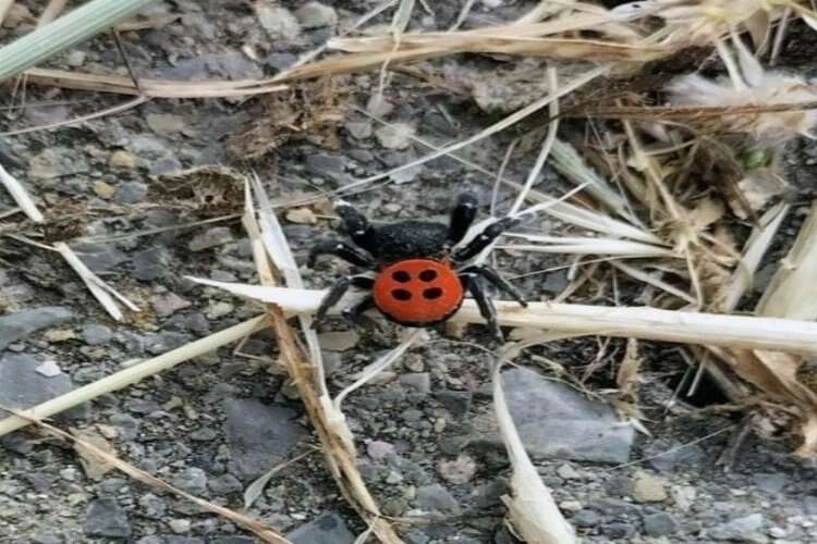 Aydın’ın gündeminde uğur böceği örümceği var haberinin görseli