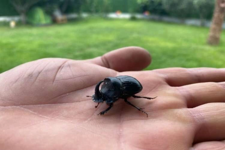 Gergedan böceği Manisa'da görüldü haberinin görseli