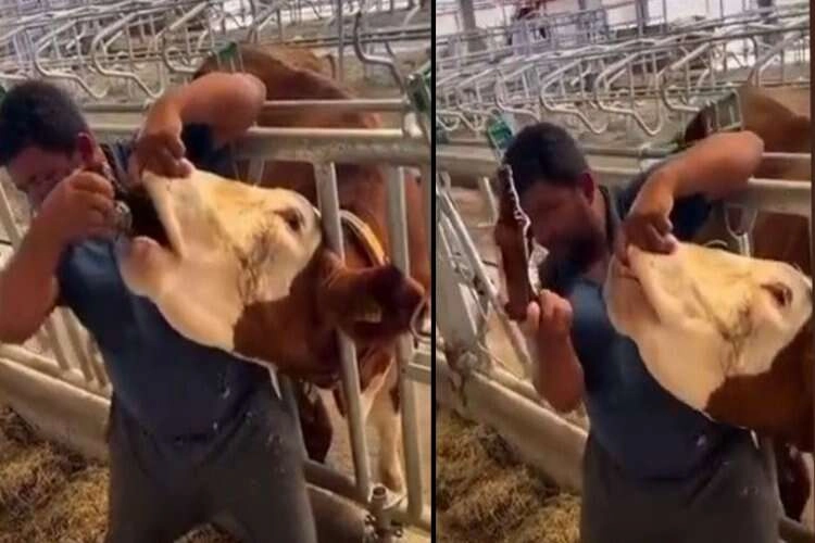 İneğe içki şişesinde sıvı vermişti! O şahıs yakalandı haberinin görseli