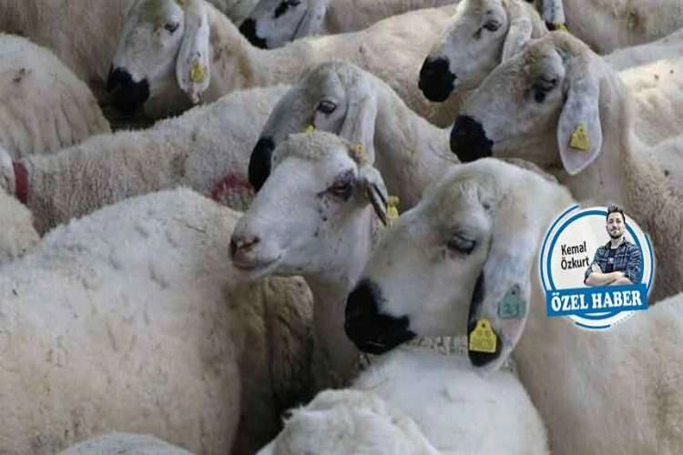 Kurban pazarlarında bir taraf tedirgin, bir taraf umutlu haberinin görseli