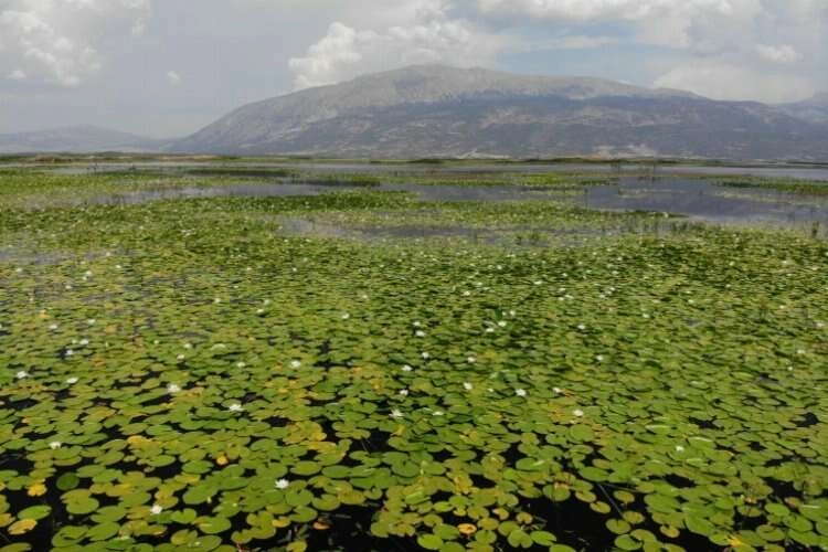 Çivril Işıklı Gölü'nde bu yılın nilüferleri görücüye çıktı haberinin görseli