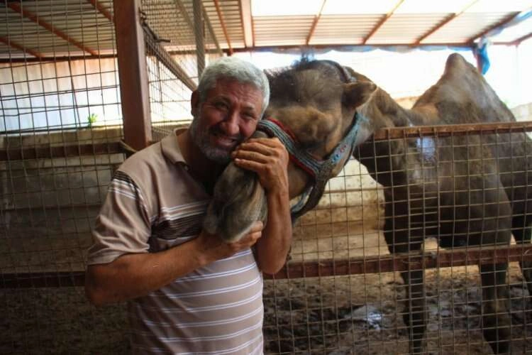 Aydın'da otomobil fiyatına kurbanlık deve haberinin görseli